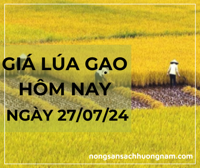 Giá lúa gạo hôm nay 27/07/2024 