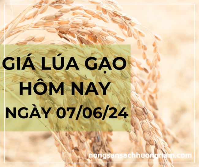 Giá lúa gạo hôm nay ngày 07/06/2024 