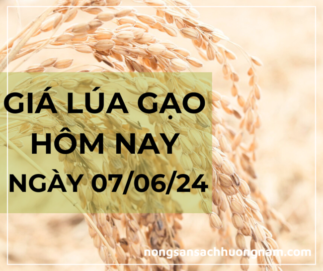 Giá lúa gạo hôm nay ngày 02/03/2024