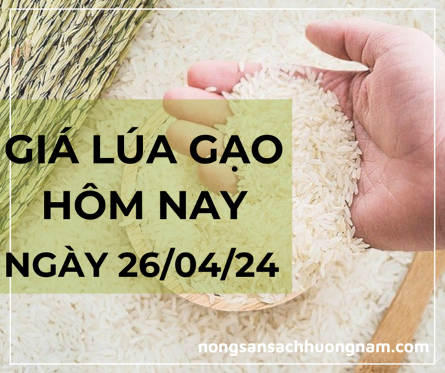 Giá lúa gạo hôm nay ngày 26/04/2024 