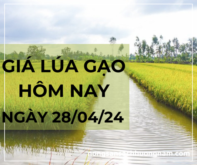 Giá lúa gạo hôm nay ngày 28/04/2024 