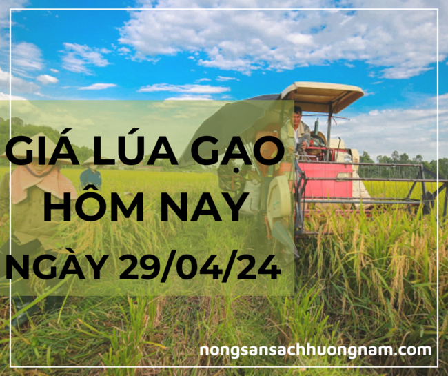 Giá lúa gạo hôm nay 29/04/2024 