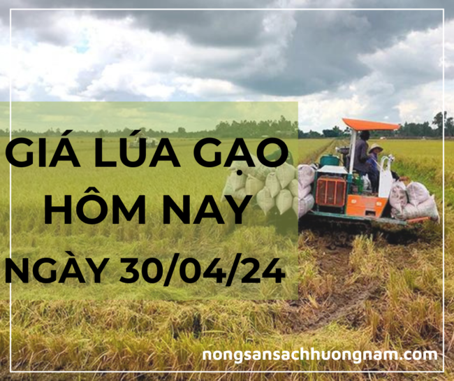 Giá lúa gạo hôm nay 30/04/2024 