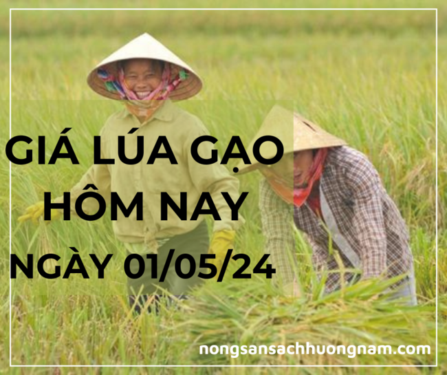 Giá lúa gạo hôm nay ngày 01/05/2024 