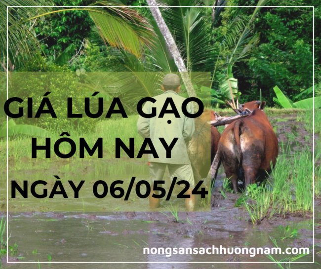 Giá lúa gạo hôm nay ngày 06/05/2024 