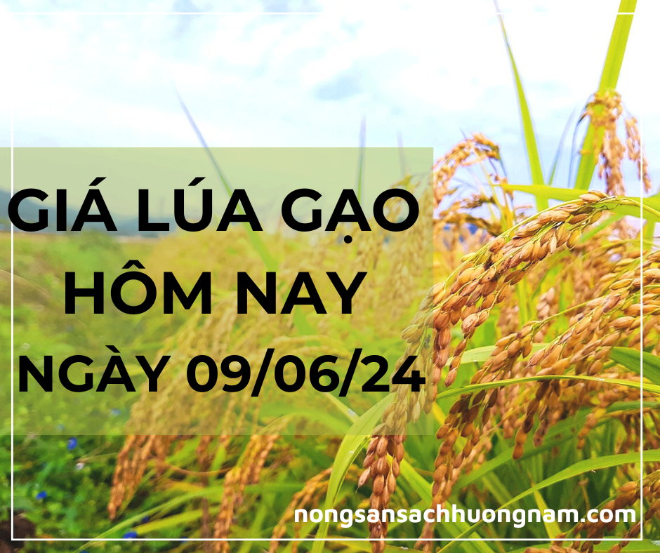Giá lúa gạo hôm nay ngày 09/06/2024 