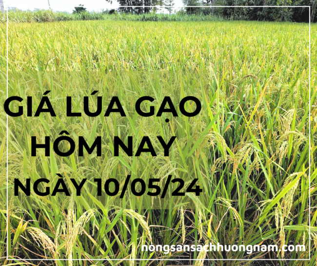 Giá lúa gạo hôm nay ngày 10/05/2024 