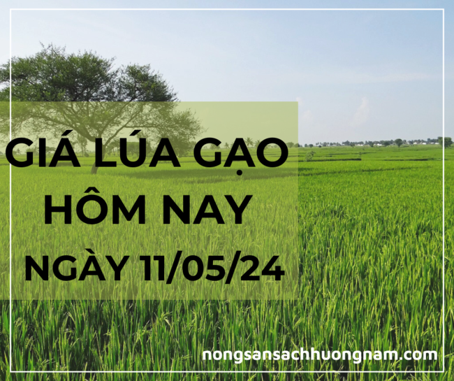 Giá lúa gạo hôm nay 11/05/2024 