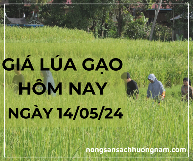 Giá lúa gạo hôm nay ngày 14/05/2024 