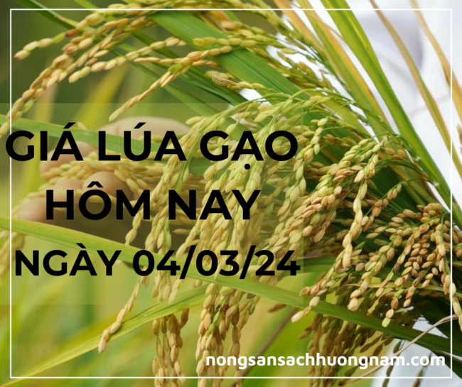 Giá lúa gạo hôm nay ngày 04/03/2024 