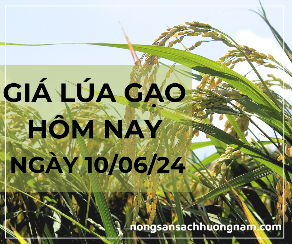 Giá lúa gạo hôm nay ngày 10/06/2024 