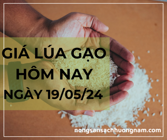 Giá lúa gạo hôm nay ngày 19/05/2024 