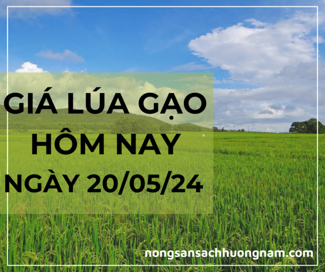 Giá lúa gạo hôm nay 20/05/2024 