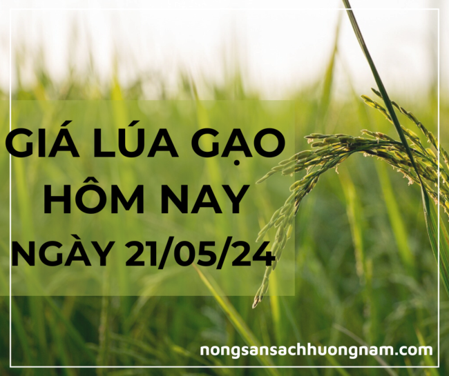 Giá lúa gạo hôm nay 21/05/2024 