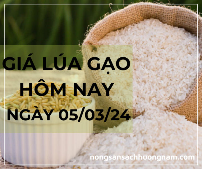 Giá lúa gạo hôm nay ngày 05/03/2024 