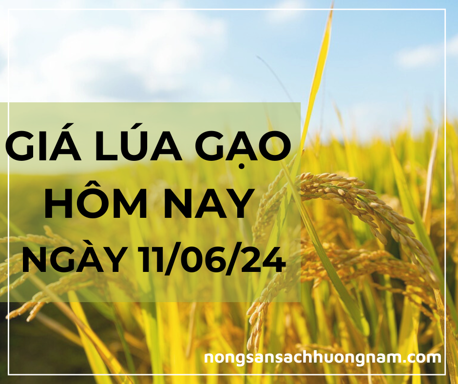 Giá lúa gạo hôm nay ngày 11/06/2024 