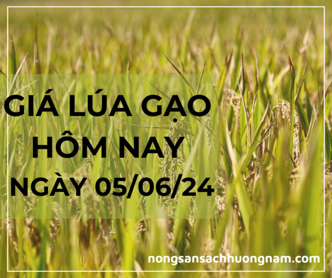 Giá lúa gạo hôm nay ngày 05/06/2024 