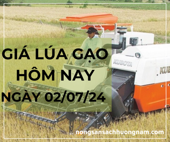 Giá lúa gạo hôm nay ngày 02/07/2024 