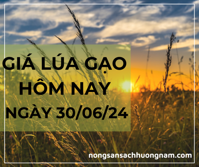 Giá lúa gạo hôm nay ngày 01/07/2024 