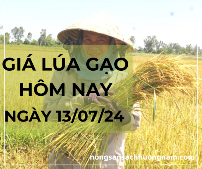 Giá lúa gạo hôm nay ngày 13/07/2024 
