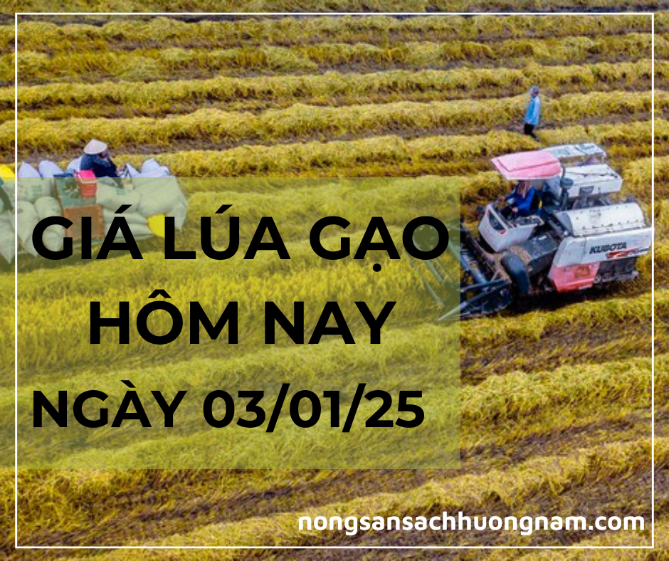 Giá lúa gạo hôm nay ngày 03/01/2025