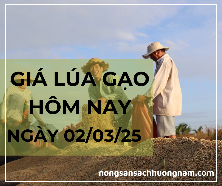 Giá lúa gạo hôm nay ngày 02/03/2025 
