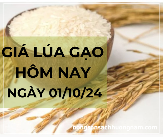 Giá lúa gạo hôm nay ngày 01/10/2024