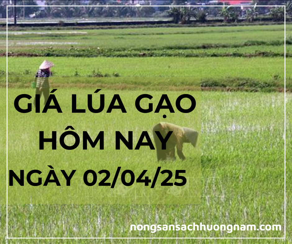 Giá lúa gạo hôm nay ngày 02/04/2025 