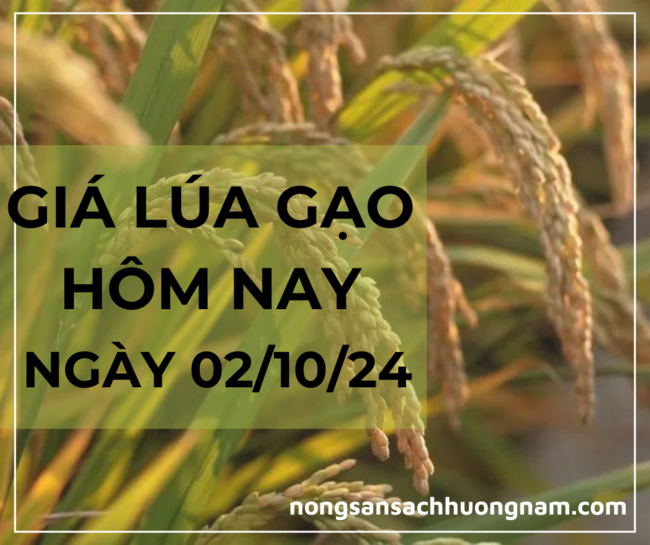 Giá lúa gạo hôm nay ngày 02/10/2024 