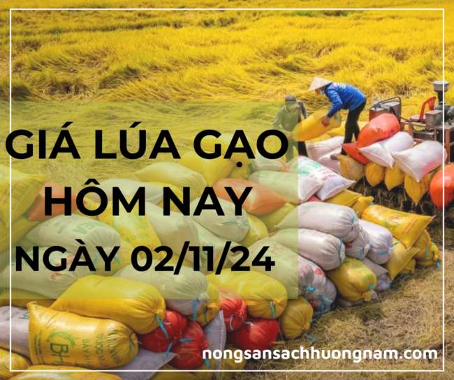 Giá lúa gạo hôm nay ngày 02/11/2024 