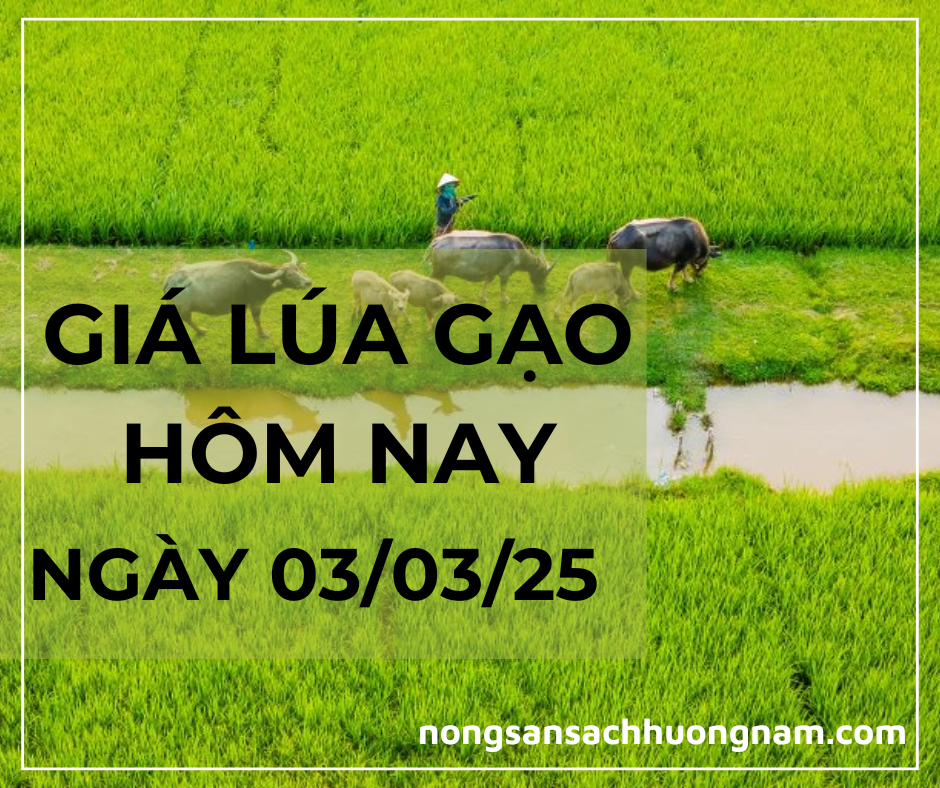 Giá lúa gạo hôm nay ngày 03/03/2025 