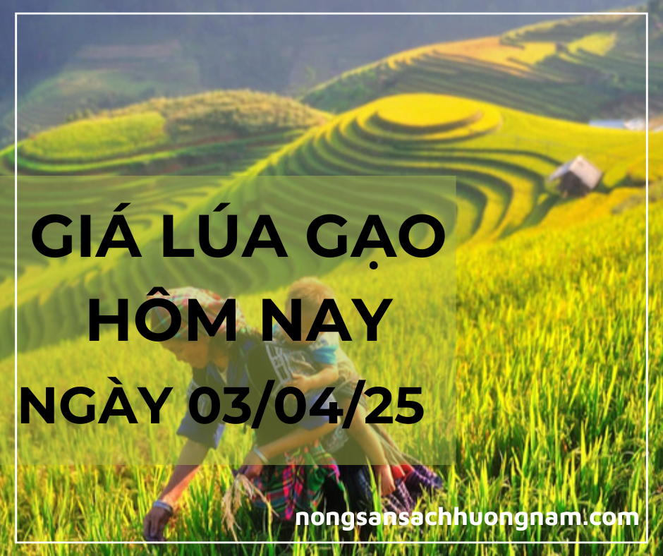 Giá lúa gạo hôm nay ngày 03/04/2025 