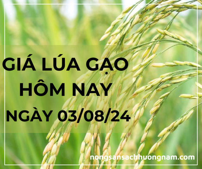 Giá lúa gạo hôm nay ngày 03/08/2024 