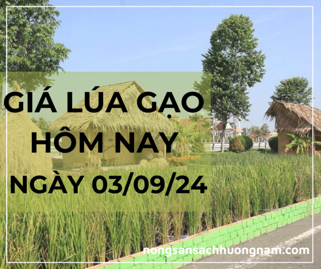Giá lúa gạo hôm nay ngày 03/09/2024 