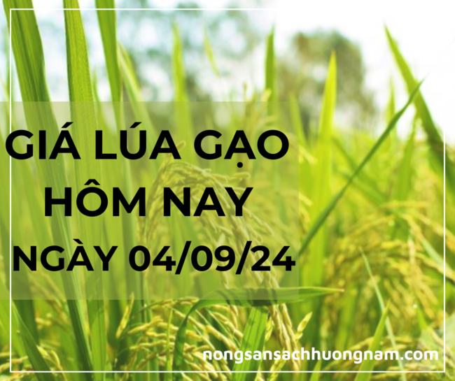 Giá lúa gạo hôm nay ngày 04/09/2024