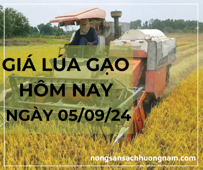 Giá lúa gạo hôm nay ngày 05/09/2024