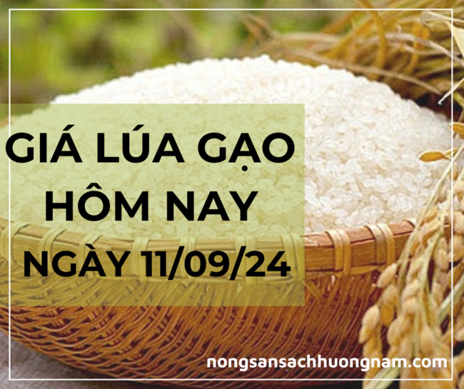 Giá lúa gạo ngày 11/09/2024