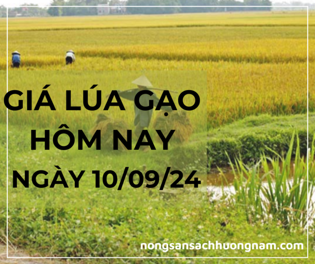 Giá lúa gạo hôm nay ngày 10/09/2024 