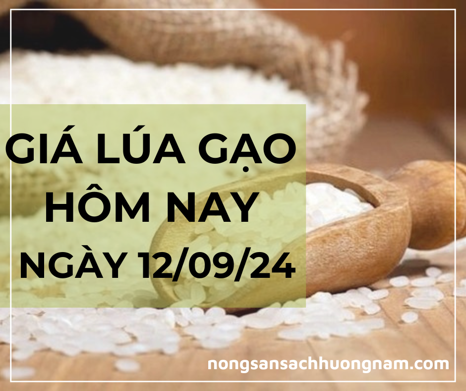 Giá lúa gạo hôm nay ngày 12/09/2024 