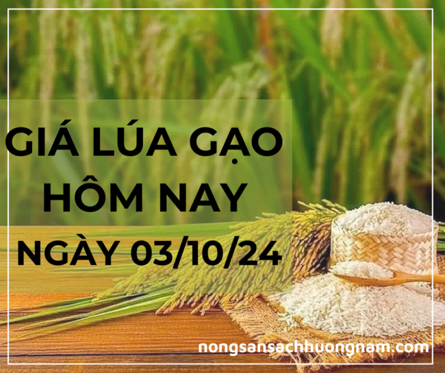 Giá lúa gạo hôm nay 03/10/2024 