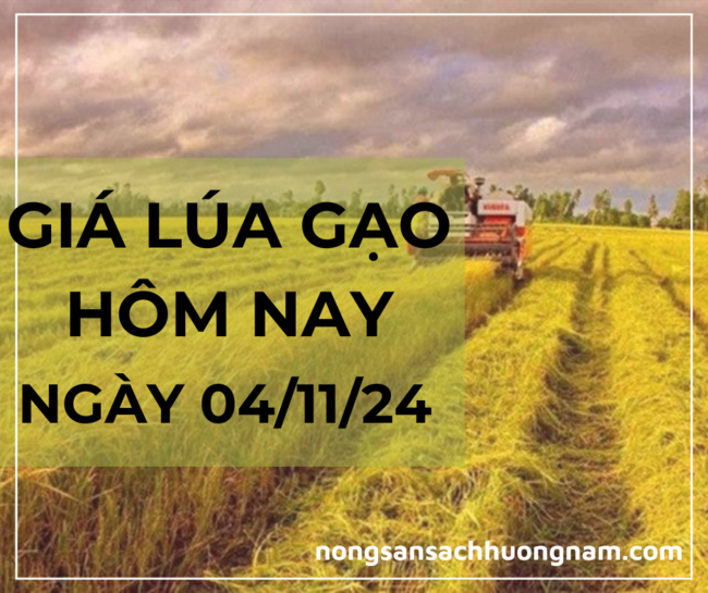 Giá lúa gạo hôm nay ngày 04/11/2024
