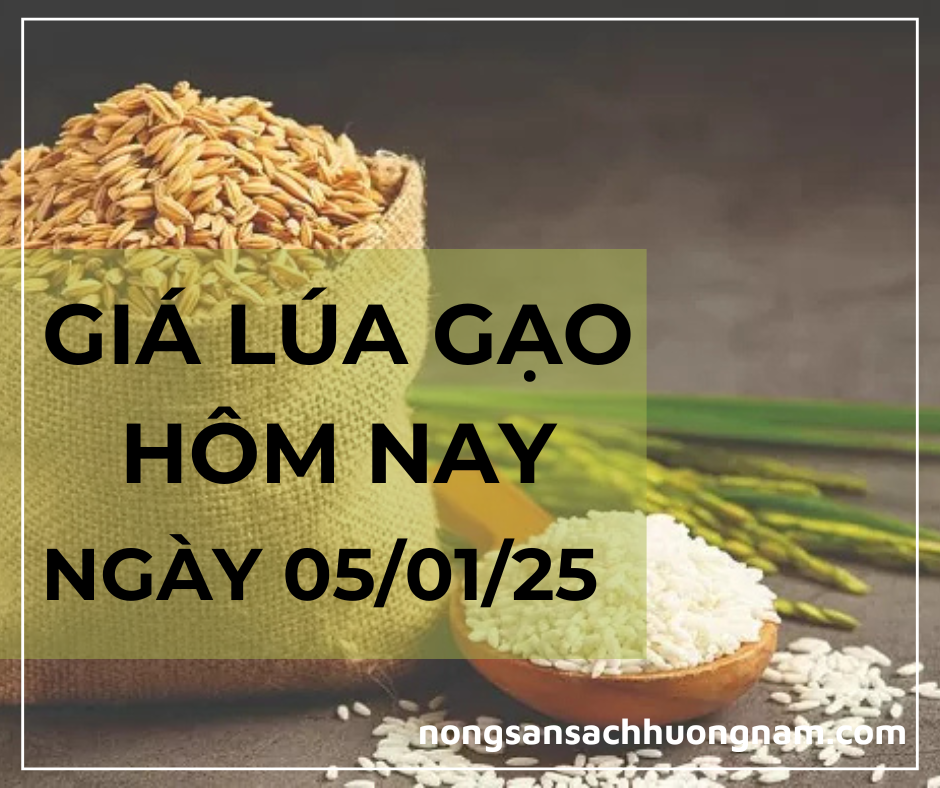 Giá lúa gạo hôm nay ngày  05/01/2025