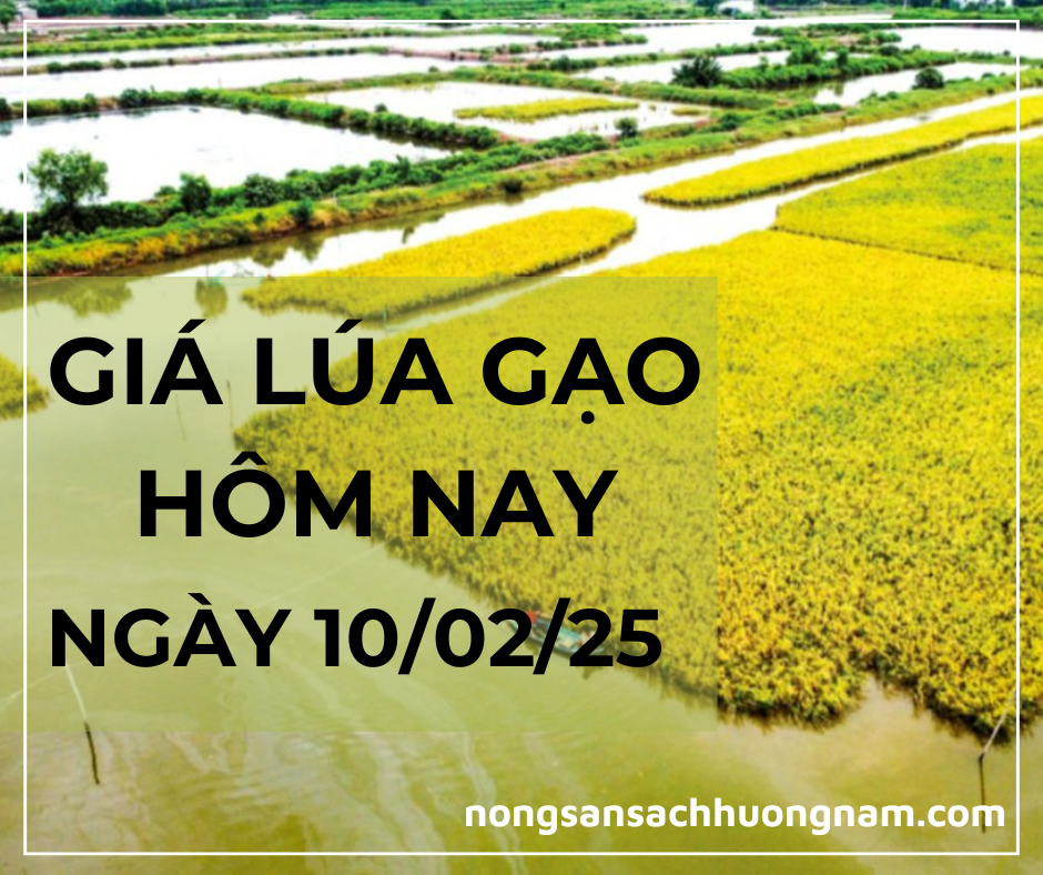 Giá lúa gạo hôm nay ngày 10/02/2025