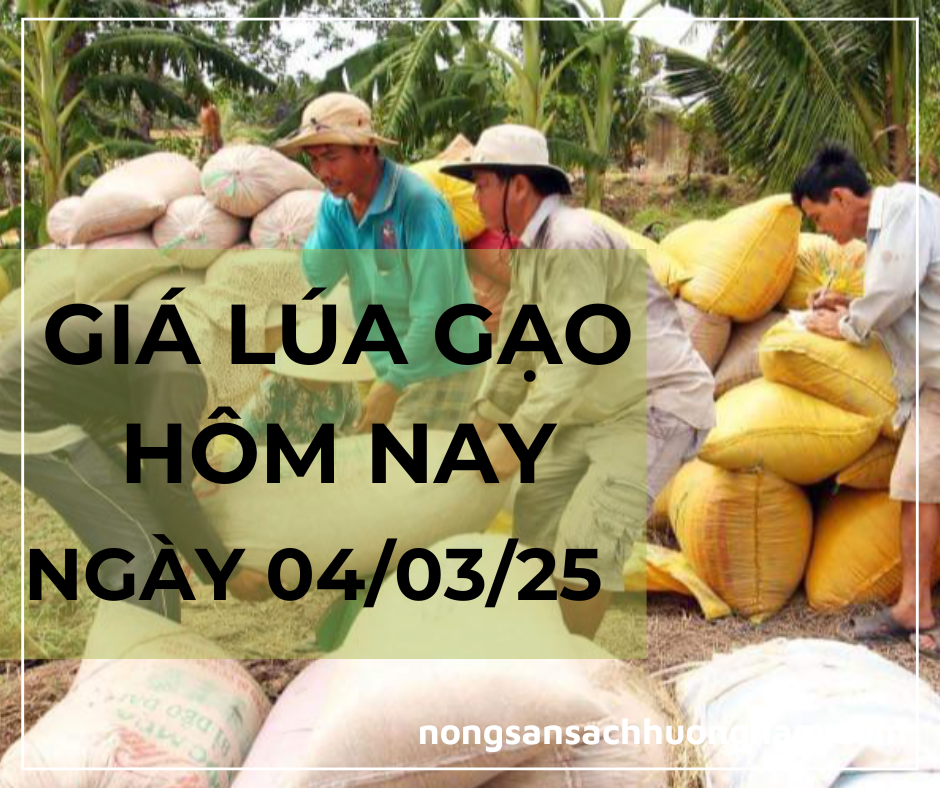 Giá lúa gạo hôm nay ngày 04/03/2025 