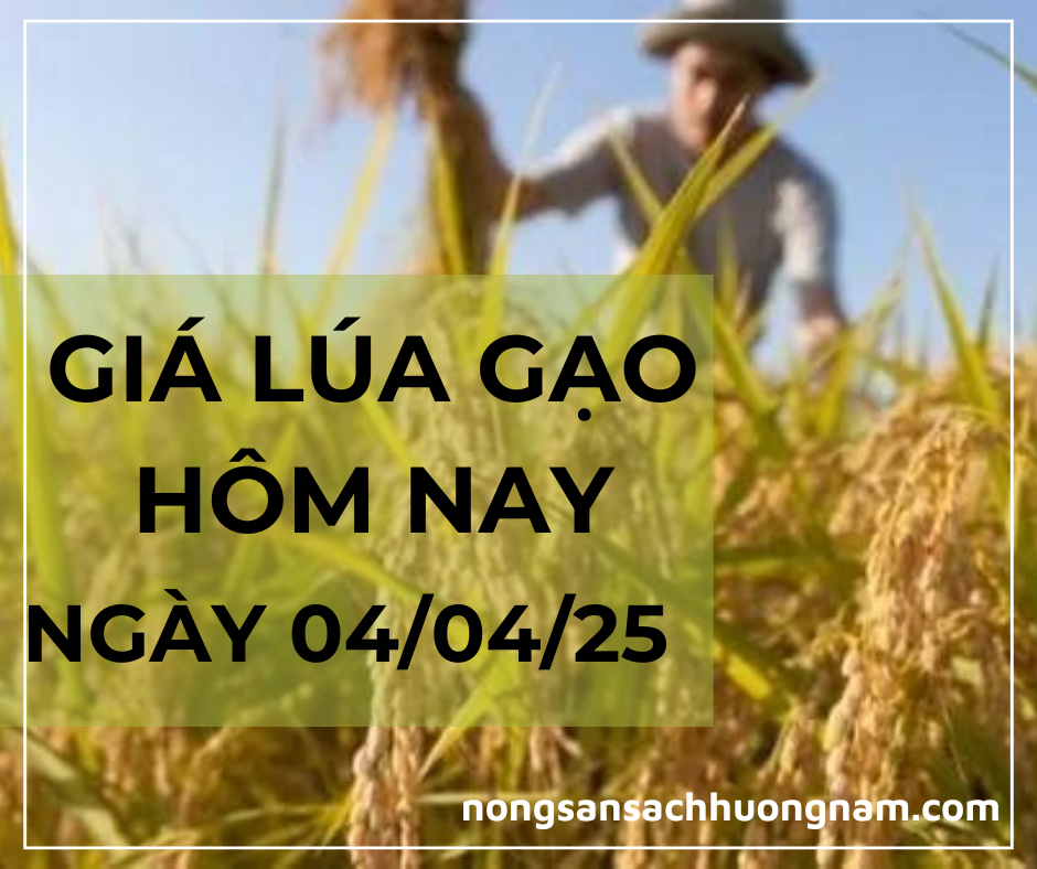 Gía lúa gạo hôm nay ngày 04/04/2025 
