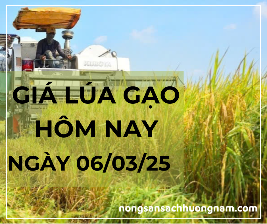 GIá lúa gạo hôm nay ngày 07/03/2025 