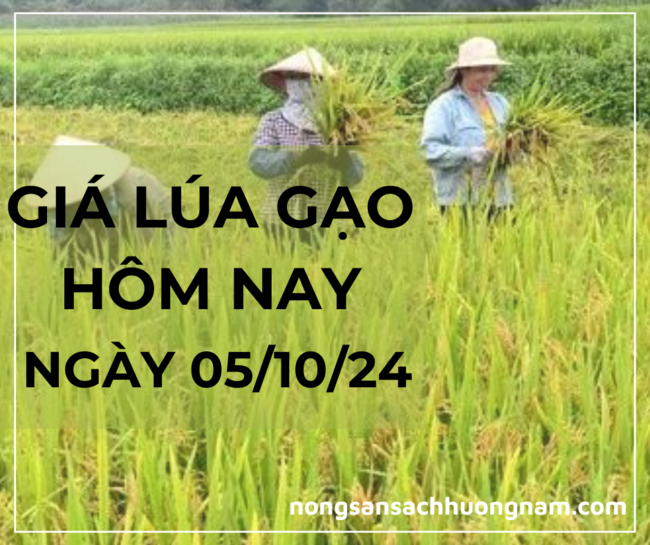 Giá lúa gạo hôm nay ngày 05/10/2024