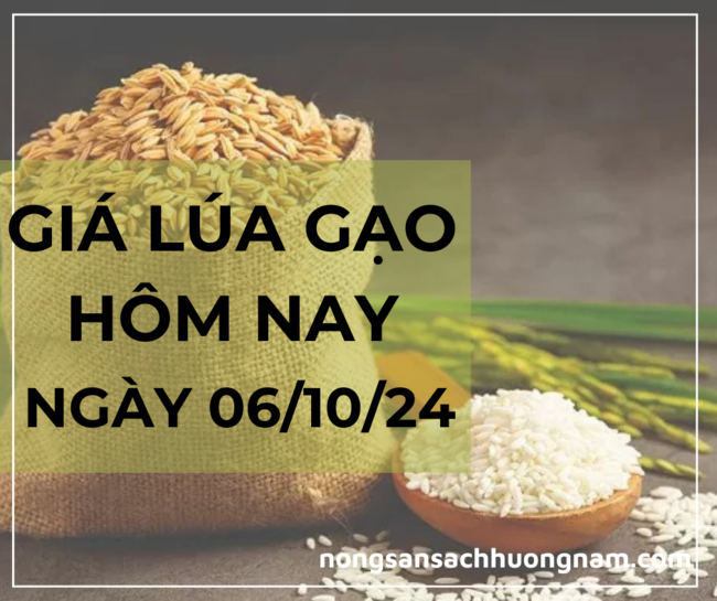 Giá lúa gạo hôm nay ngày 06/10/2024 