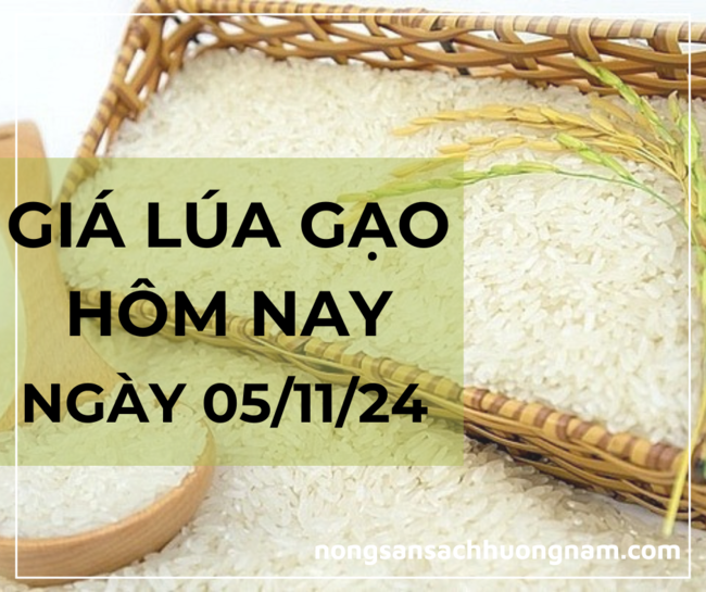 Giá lúa gạo hôm nay ngày 05/11/2024 