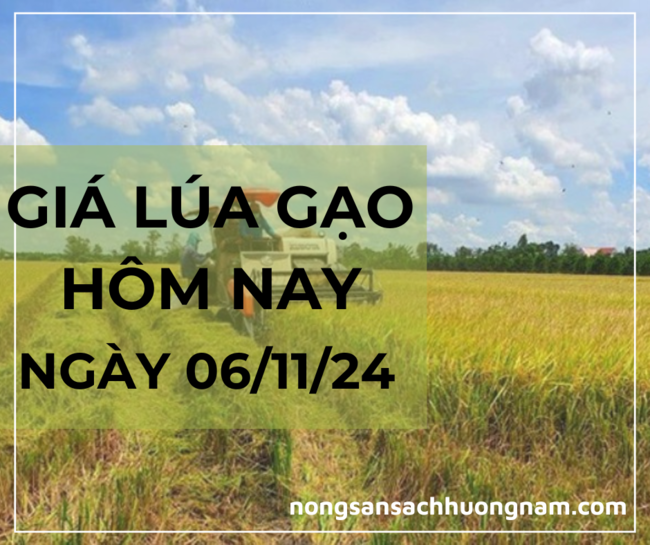 Giá lúa gạo hôm nay ngày 06/11/2024 